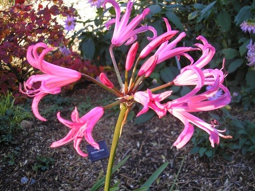 Nerine bowdenii.