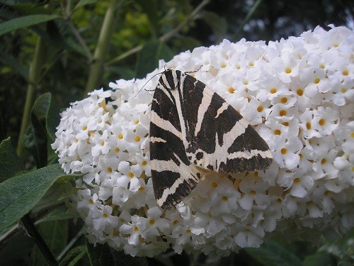 Jersey Tiger Moth