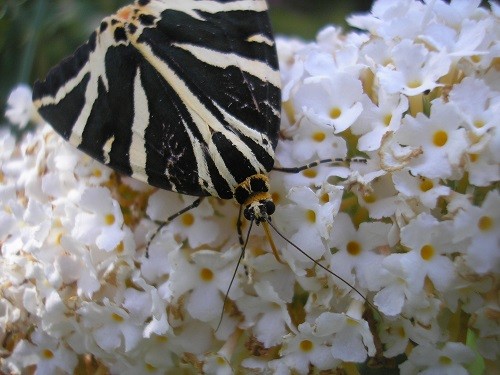 Jersey Tiger Moth