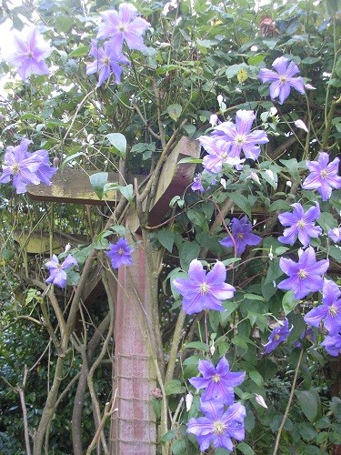 Clematis