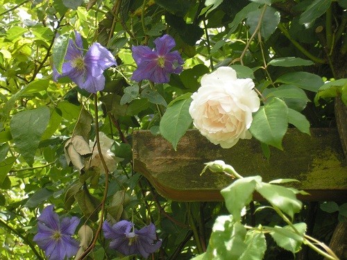 Rose and clematis