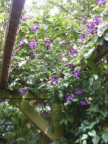 Clematis