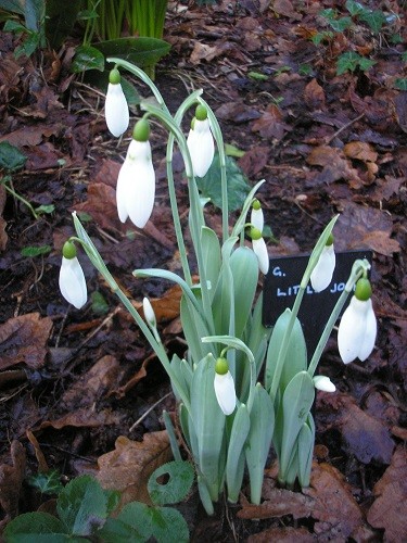 Galanthus Little John