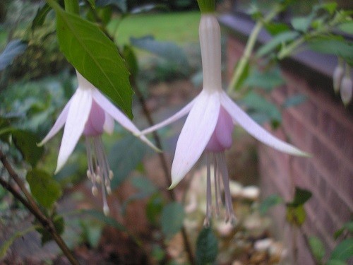 Fuchsia Whiteknights Blush.