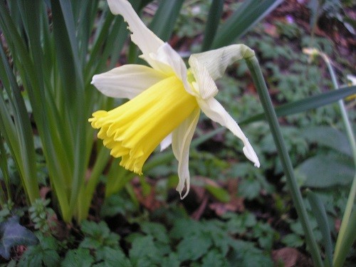 Narcissus Rinjveld's Early Sensation.