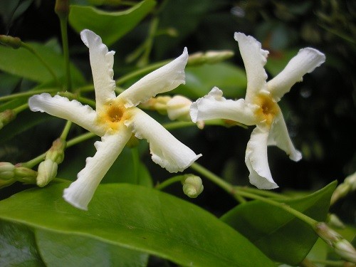 Trachelospermum jasminoides