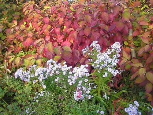 Michaelmas Daisy.