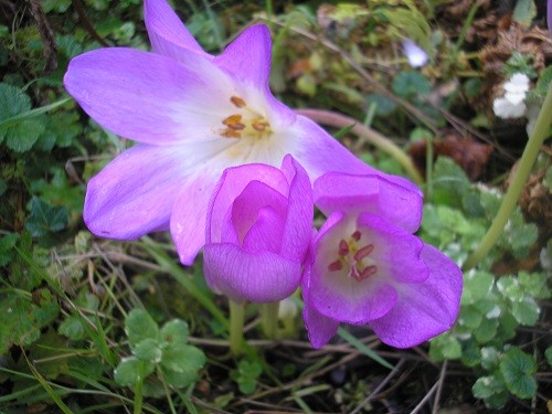 Colchicums.