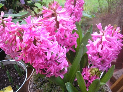 Hyacinths.