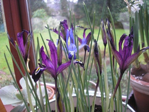 Iris reticulata.