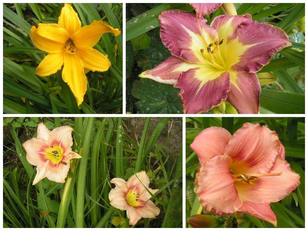 Hemerocallis