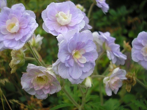 Double Geranium.