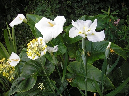 Iris and Zantedescia aethiopica.