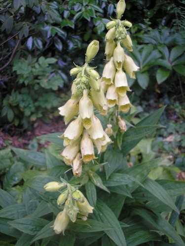 Digitalis grandiflora.