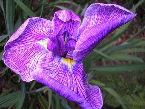 Iris ensata.