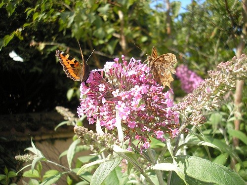 Tortoiseshell and Comma