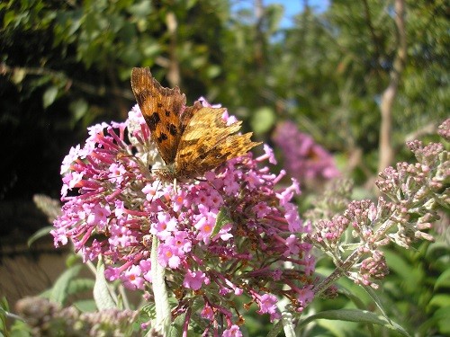 Silver Washed Fritillary