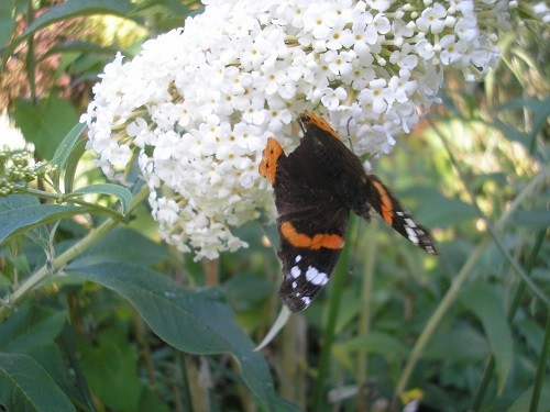 Red admiral