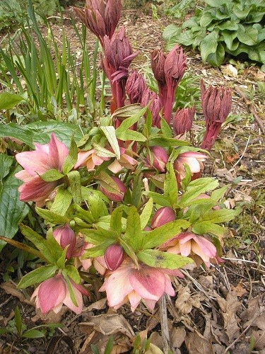 Hellebore with M-the-W