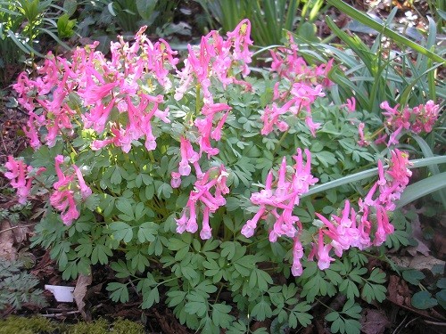 Corydalis solida Beth Evans