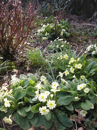 Primroses.