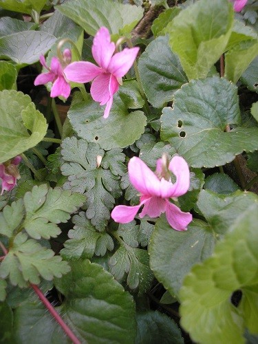 Pink Violets.