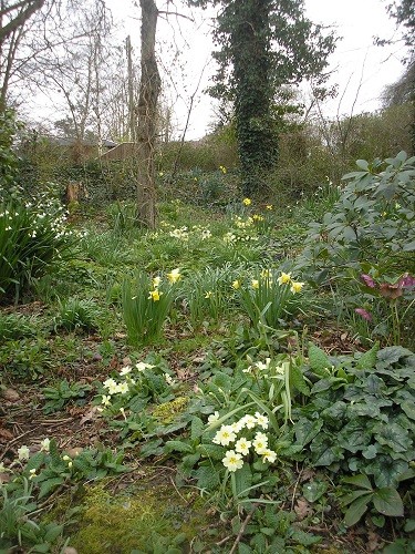 Woodland primroses