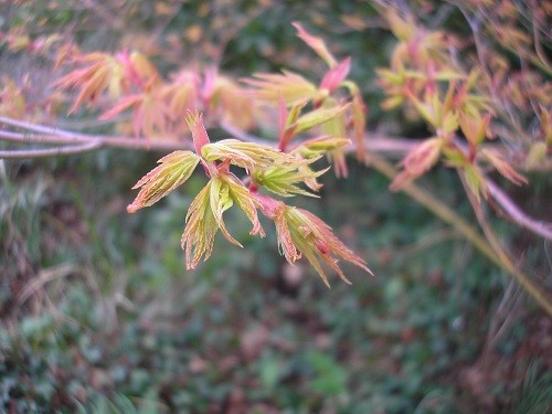 Acer Sango Kaku