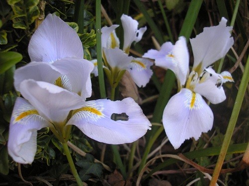 Iris unguicularis Walter Butt