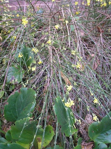 Jasminum nudiflorum.