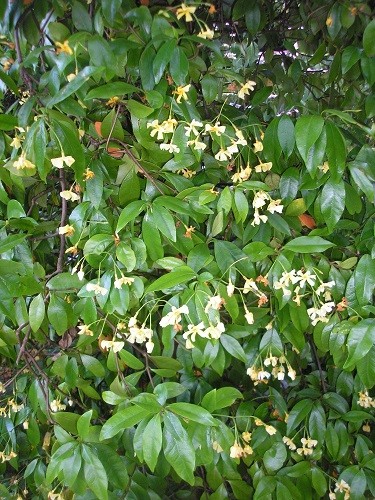 Trachelospermum jasminoides