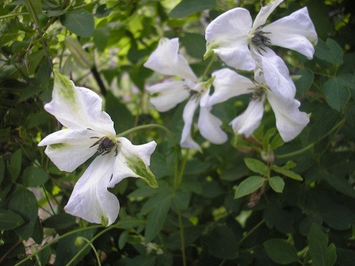 Clematis Alba Luxuriens