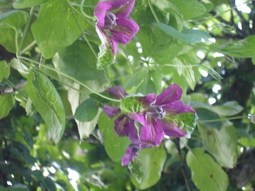 Clematis