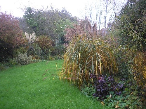 Border by the field with Miscanthus