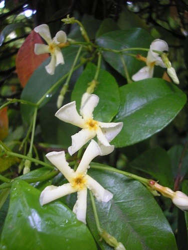 Trachelospermum asiaticum.