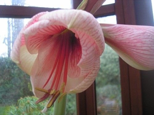 My other Hippeastrum is just coming into flower, it's name - Purple Rain?! Maybe it will change colour when fully open.