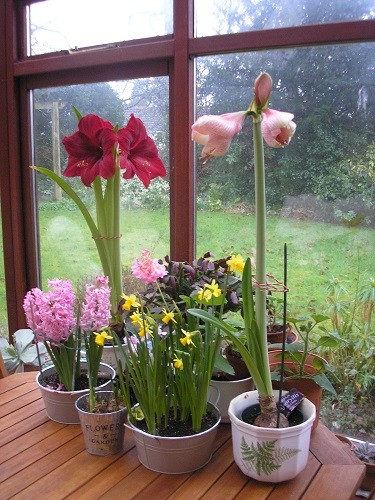 The hyacinths in a basket are now over so the second hippeastrum can take its place.