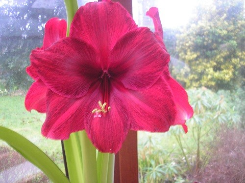 As the days go by, the colour is getting deeper on this flower, it is beginning to look like velvet.