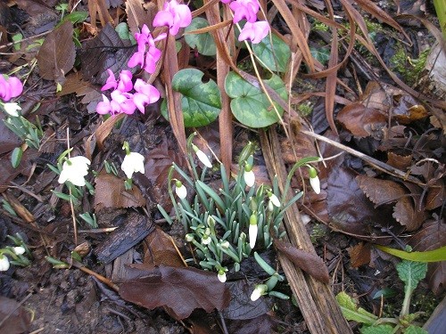 Cyclamen coum and snowdrops