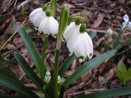 Leucojum