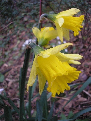 Narcissus R. early sensation