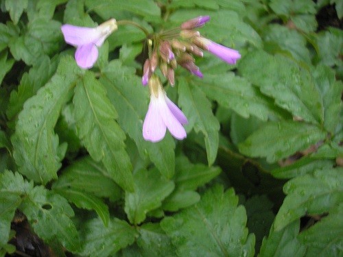 Cardamine pratensis