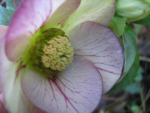 Hellebore