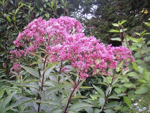 Eupatorium maculatum purpureum  Atropurpureum