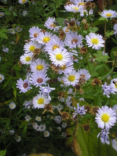 Wild Aster.