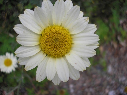 Anthemis E.C. Buxton