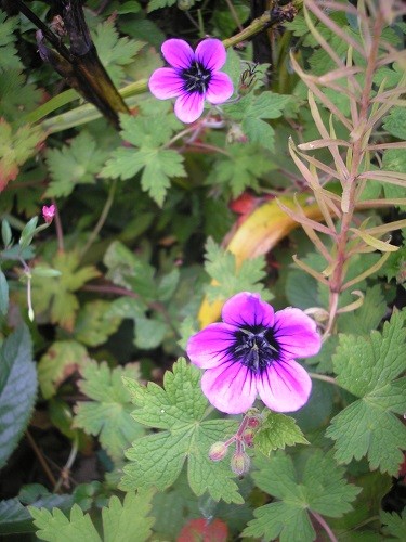 Geranium.