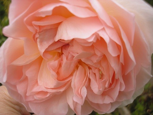 Rosa Shropshire Lad.