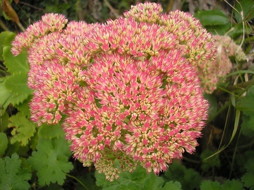 Sedum.