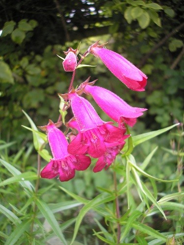 Penstemon Garnet.